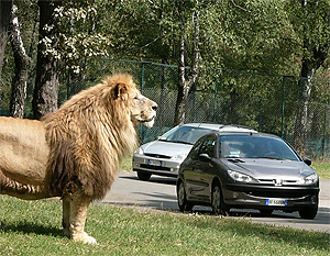 Safari Park Pombia